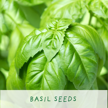 Mini Herb Growing Kit - Basil