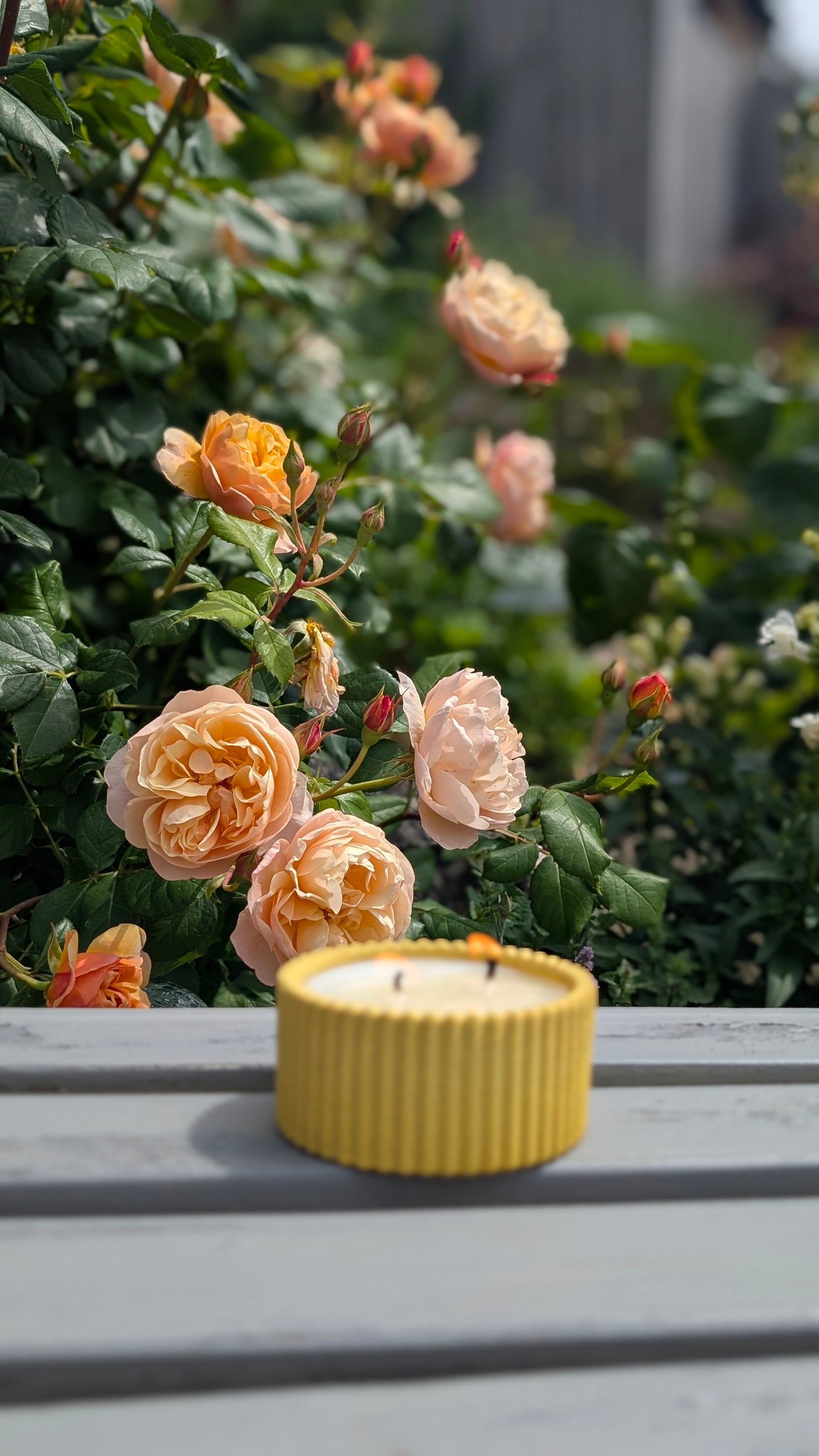 Golden Sanctuary citronella candle - time to burn candles 