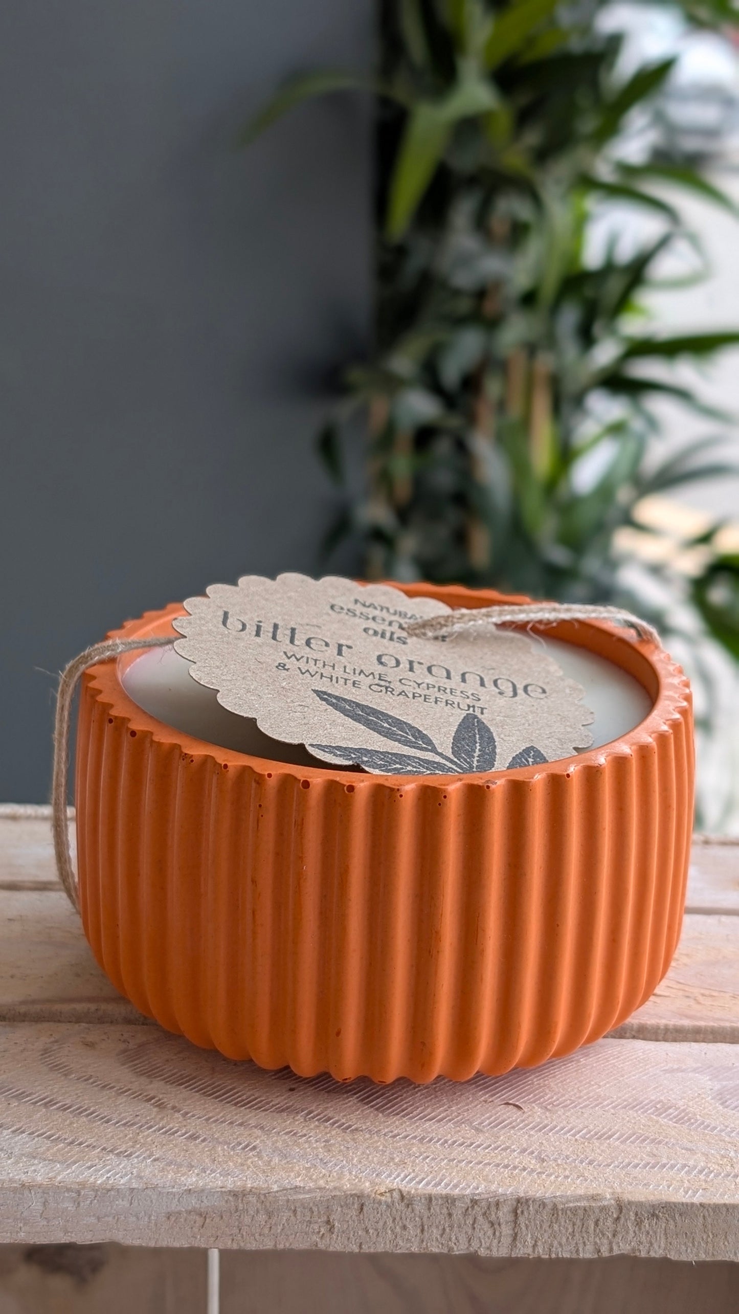 Bitter Orange Cypress & White Grapefruit 40 Hour Candle - Candle